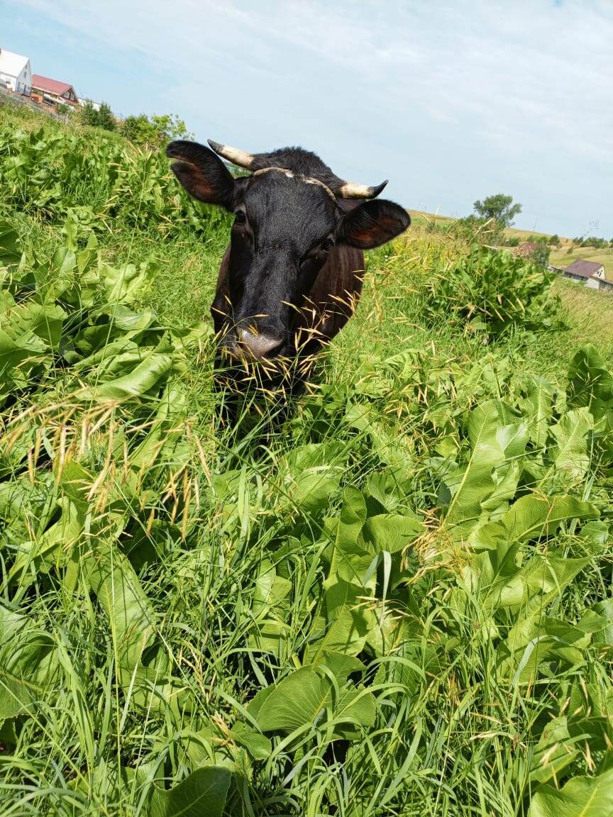 Фото автора канала. Фифочка.