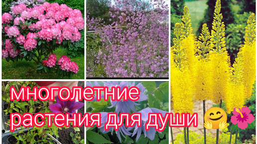 РАСТЕНИЯ ДЛЯ ДУШИ 🌺🤗 ВСЁ ДЛЯ ВАС 🤗🌷🌷🌷