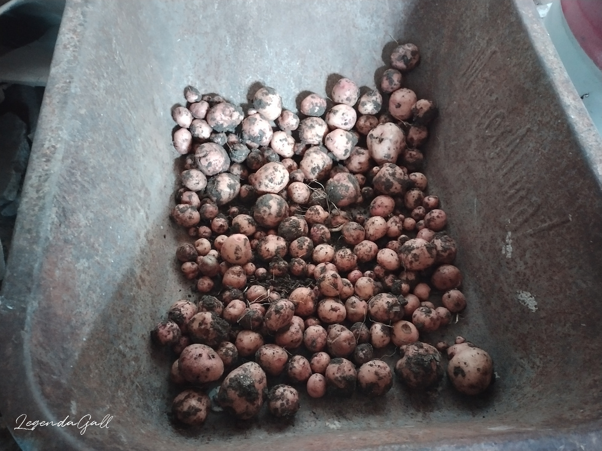 Урожай с одной грядки. Дно тачки закрыла )))