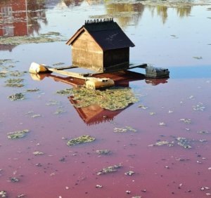    Фото: t.me/prodomodedovo