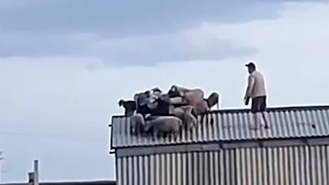 Фото: Скриншот видео