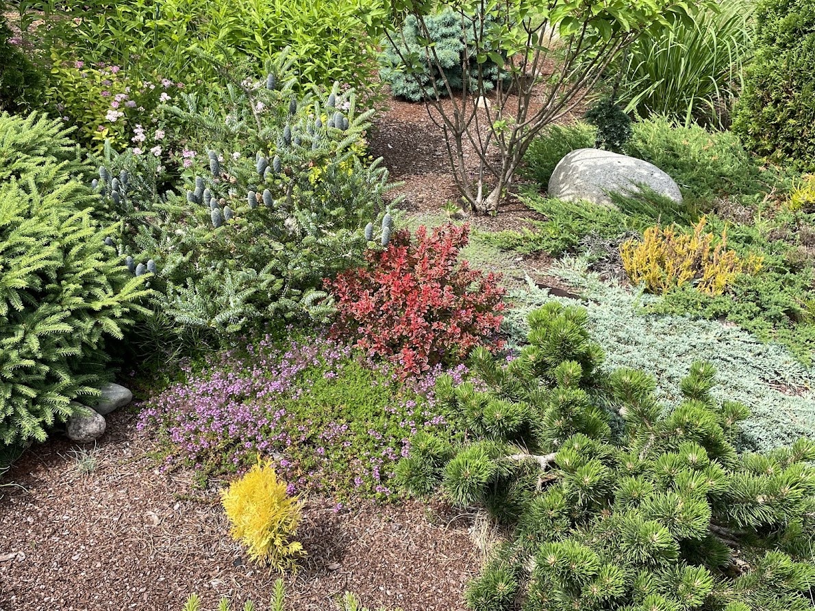 2024 Berberis thunbergii Admiration