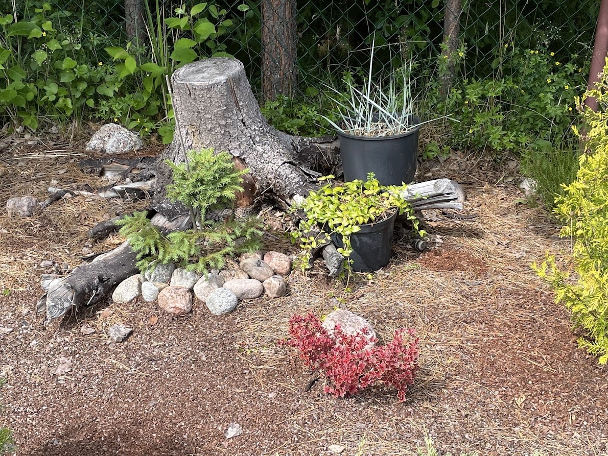 2024 Berberis thunbergii Admiration