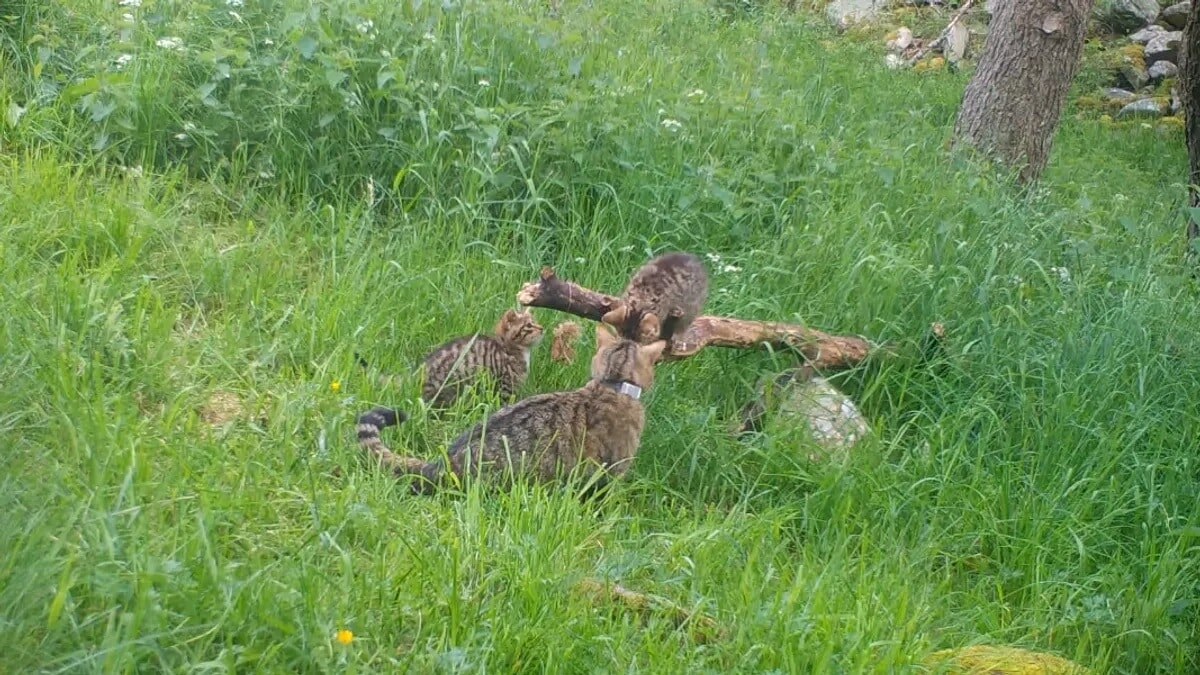    Потомство самок среднеевропейских лесных котов / © Saving Wildcats