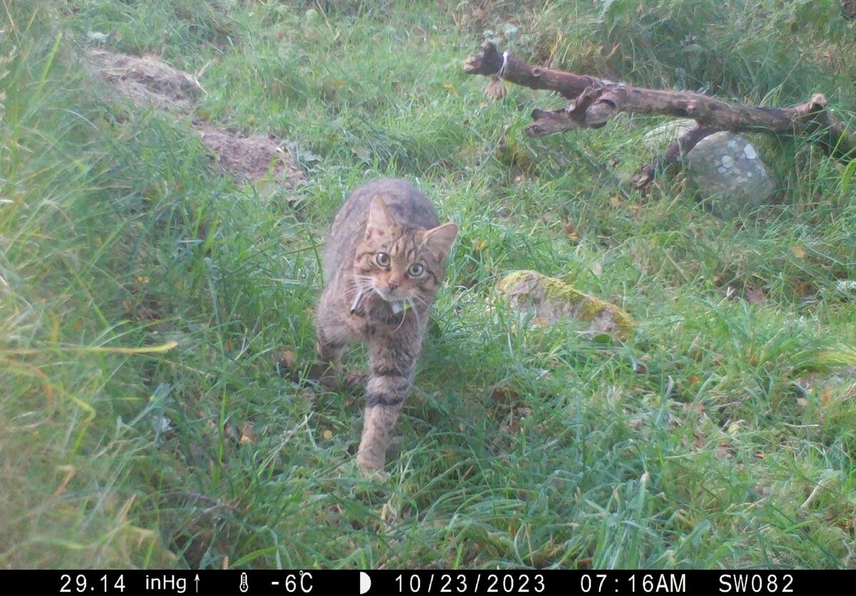    Среднеевропейская лесная кошка / © Saving Wildcats