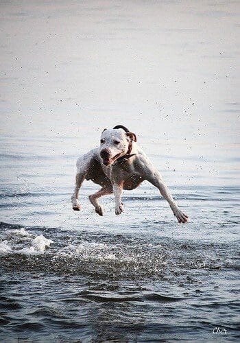 Питбуль белый Пит бойцовая