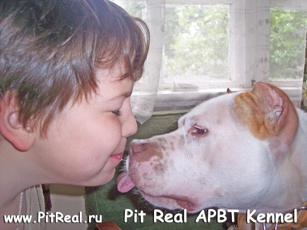 Американский питбуль терьер питреал 