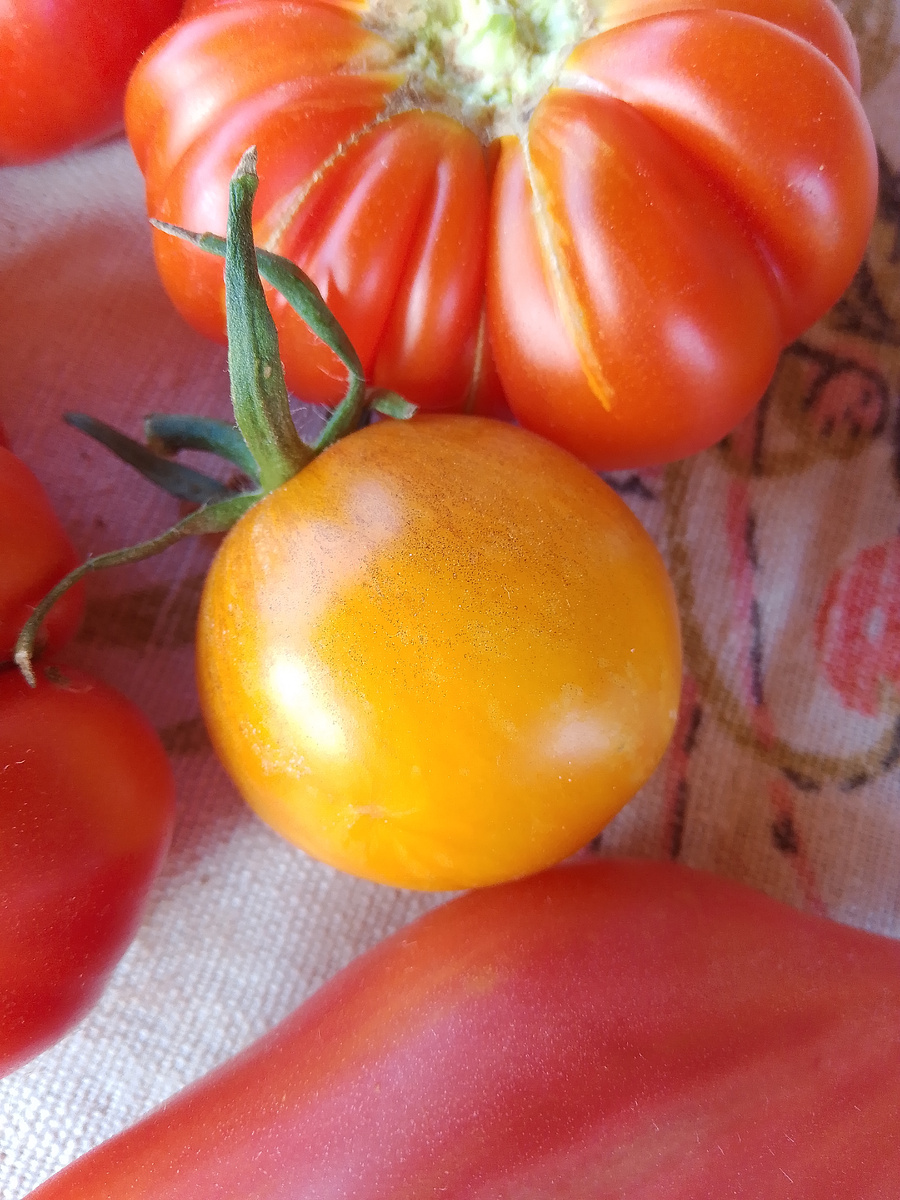 Томат Эдит Бернард