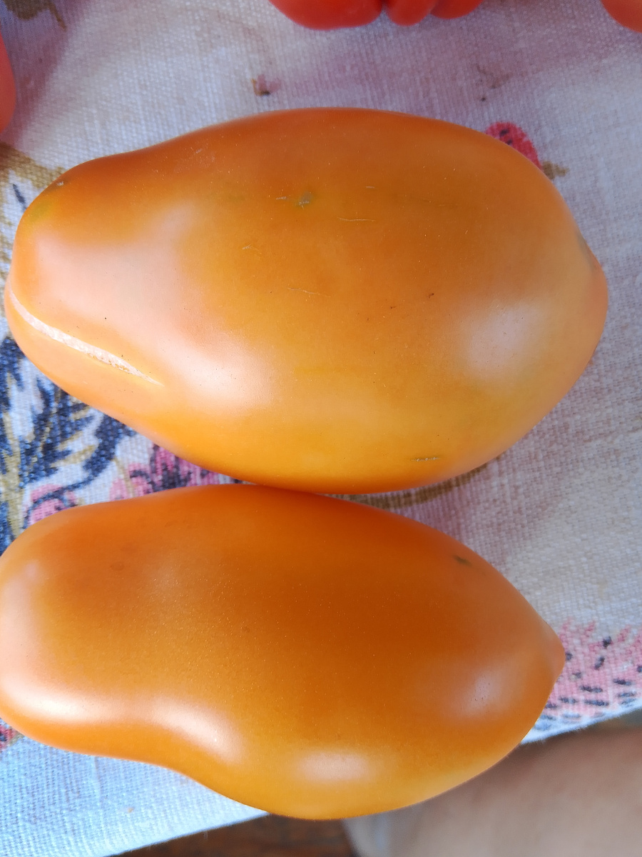 Томат золотой Кёнигсберг