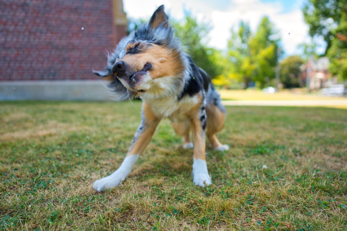 Собака трясёт головой