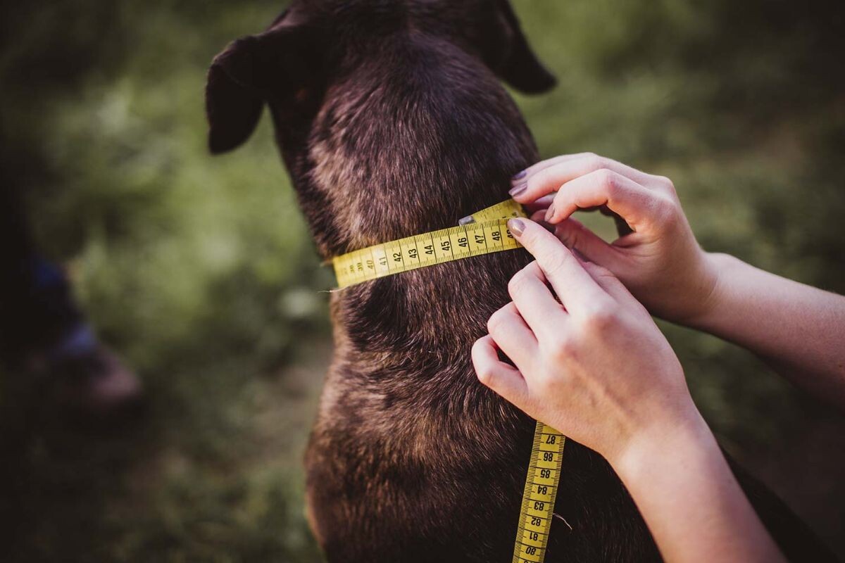 Измерение окружности шеи собаки