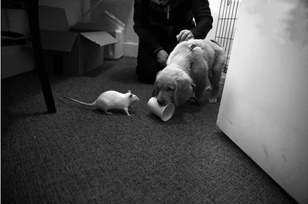 Nicole Bengiveno/The New York Times