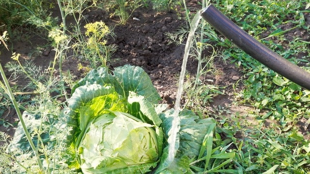 На каждом приусадебном участке растет капуста и практически с выращиванием этой культуры проблем не бывает. 