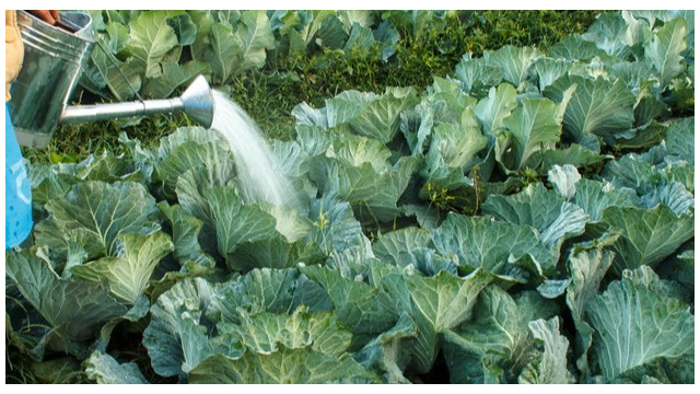 "Подкормка капусты" для завязывания кочанов. Урожаю позавидуют все соседи (уже 3 года использую)