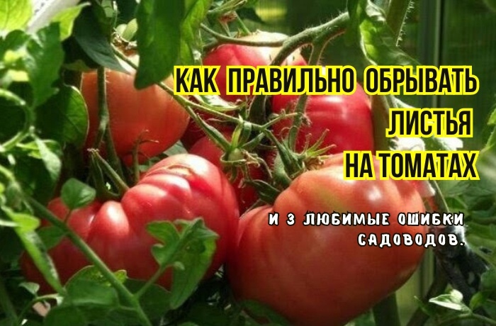 Если неправильно обрывать листья томатов: 3 ошибки - и вершинная гниль, растрескивание, оэдема, нехватка бора. И томаты плохо наливаются
