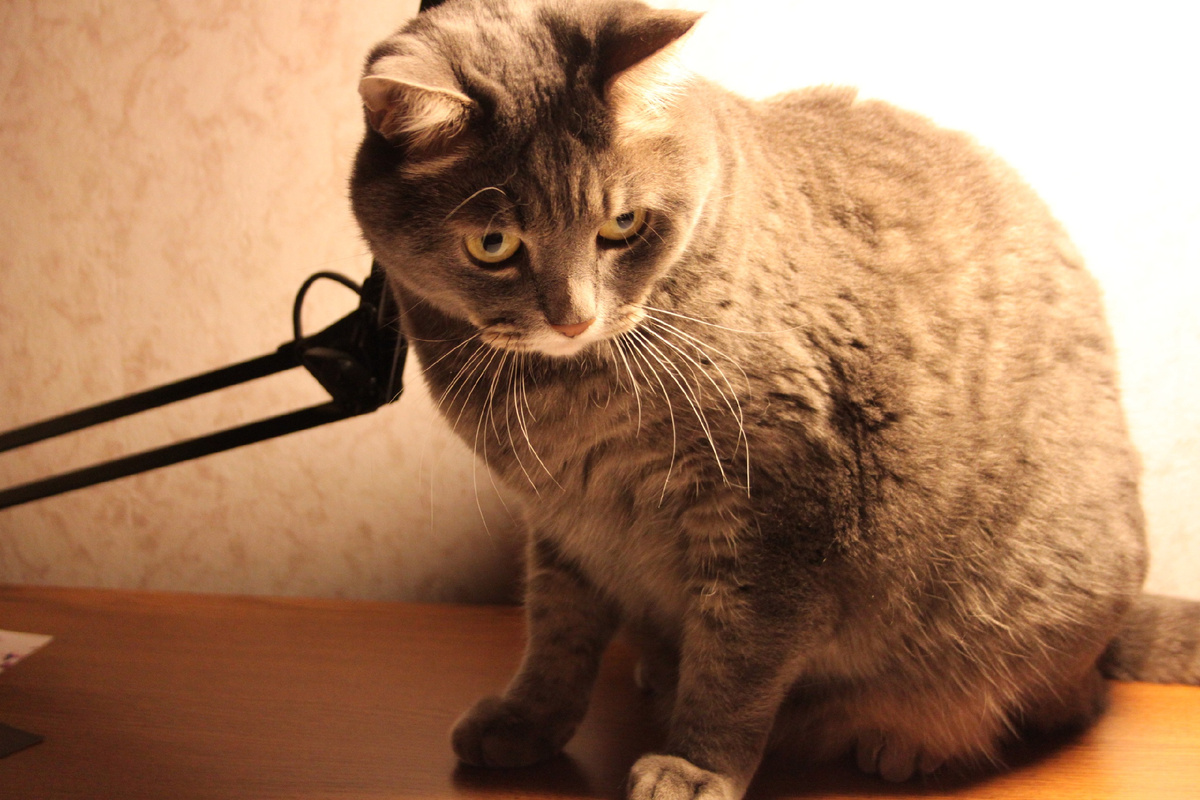 первая фотосессия Барсика на зеркалку