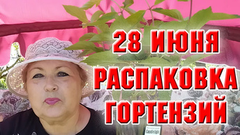 28 июня. Распаковка посылки с гортензиями