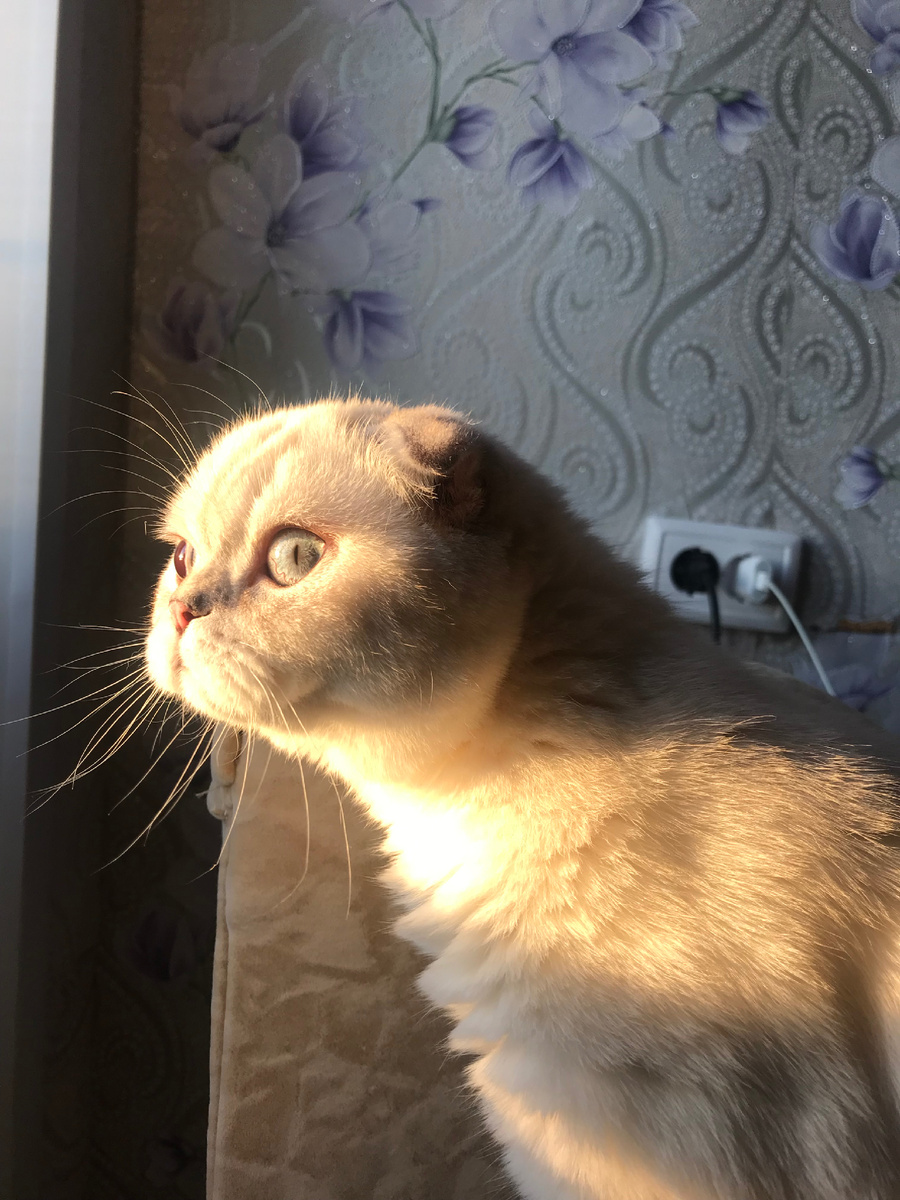 Вот тут видно какие обои у нас были. Просто ужасные. Даже фотографий нет, потому что такое не хочется запечатлеть на память. А вот кот красивый и смешной тут.