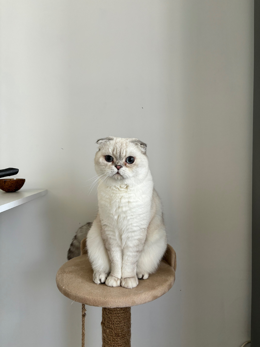 Кот всё тот же, а вот стены уже белые, замечательные.