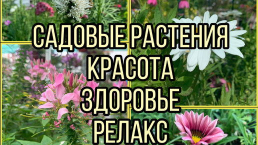 САДОВЫЕ РАСТЕНИЯ 🌞 Красота Здоровье Релакс! Набираюсь жизненной силы 💪