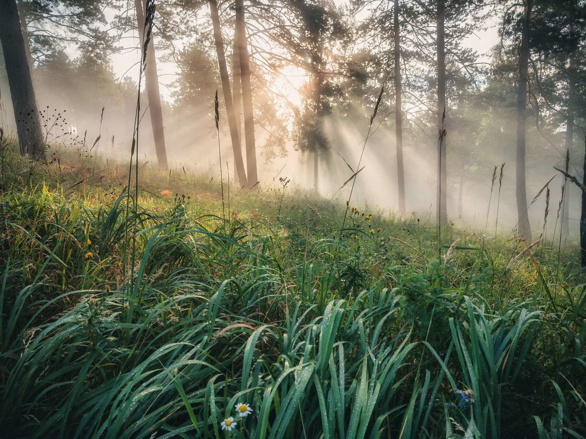 Лесной рассвет