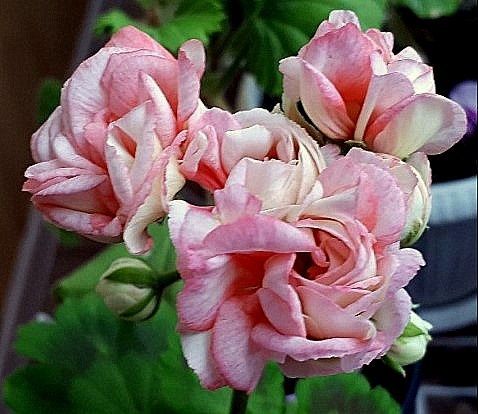 Этот тоже она, та самая...