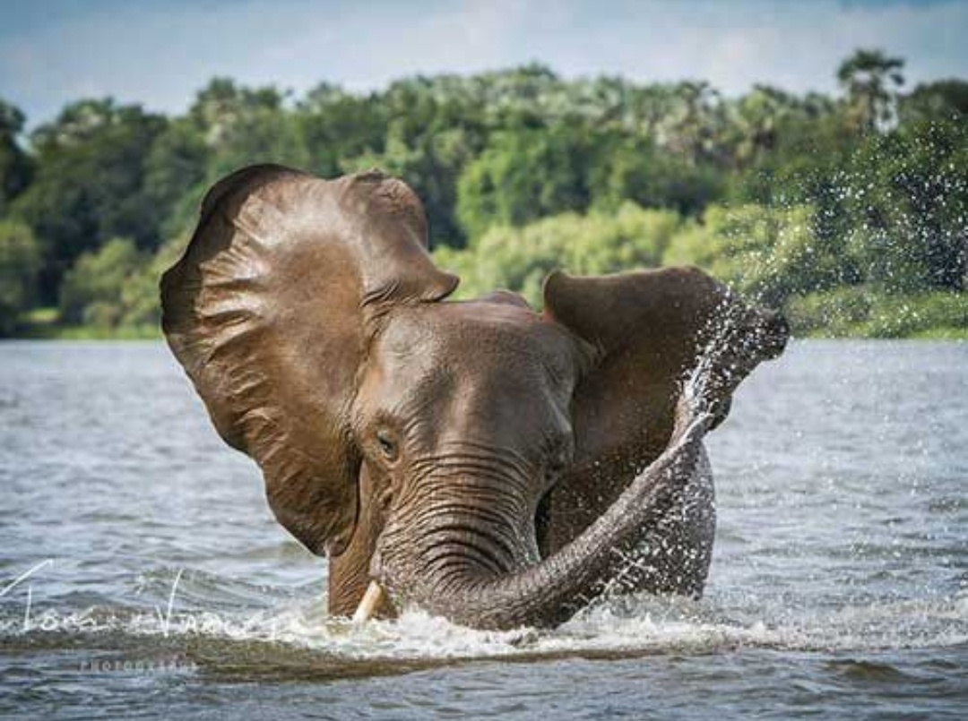 Слоны, бегемоты, крокодилы и другие постоянные обитатели и гости реки Замбези будут встречаться тебе на протяжении всего речного круиза