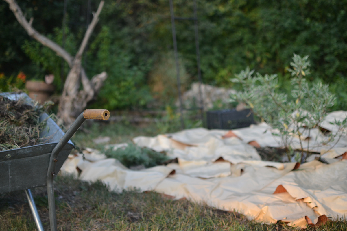 Мульчирование бумагой. Все фото в статье мои