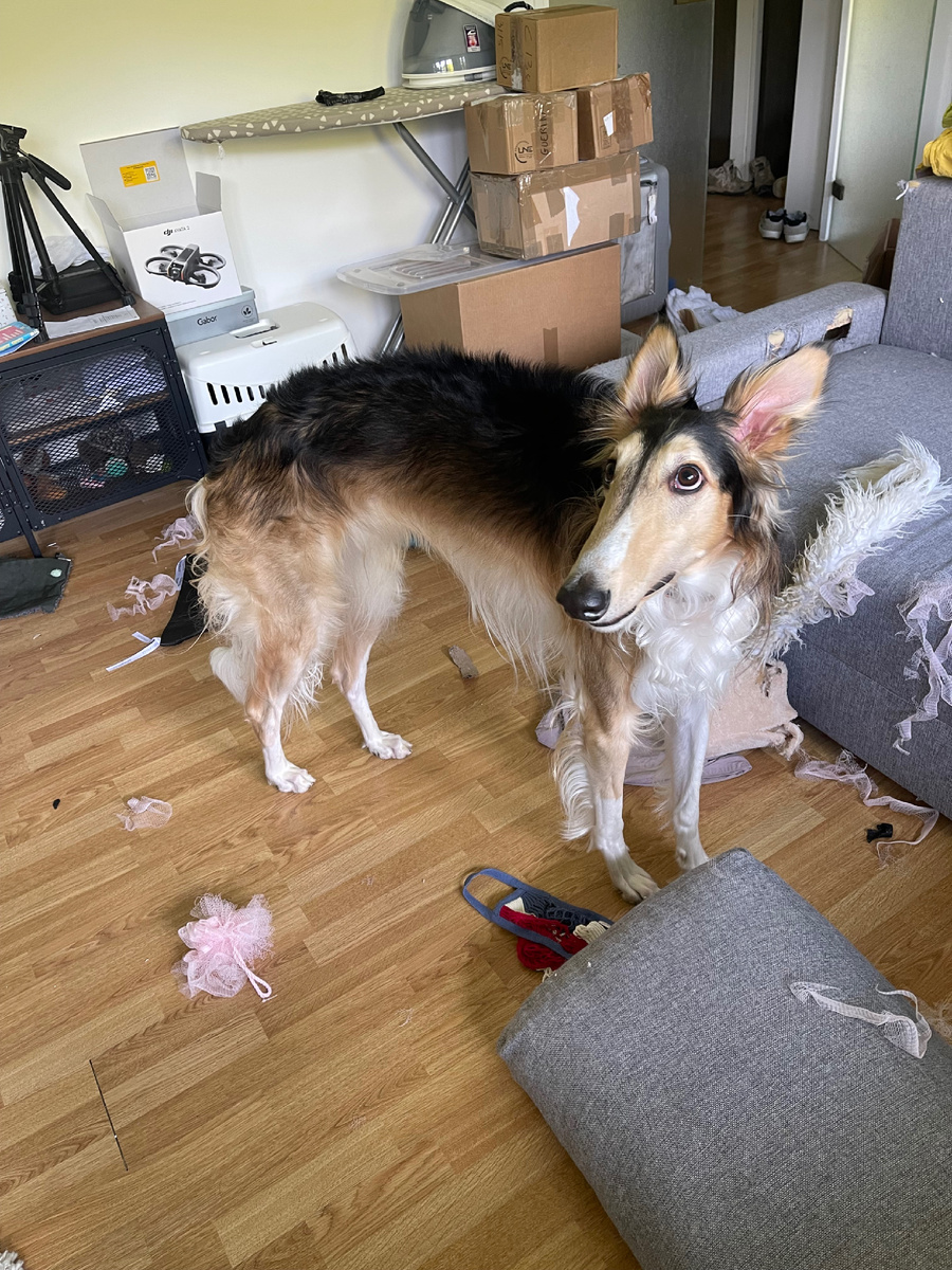 Это не я, это интерпол приходил, Абрамовича искали! 