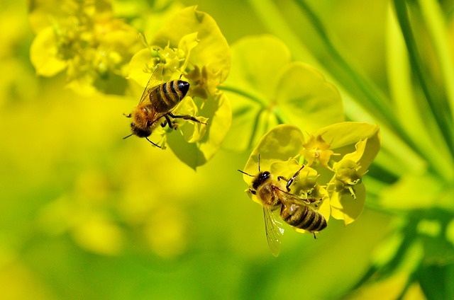 Фото: pixabay.com