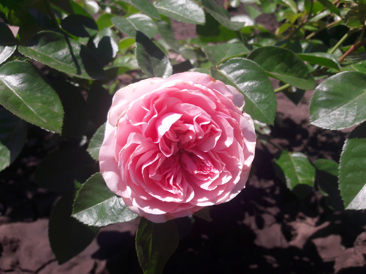 Chateau Barbeyrolles /Шато Барбероллес/ - грандифлора, Laperriere Франция, 2015г. 