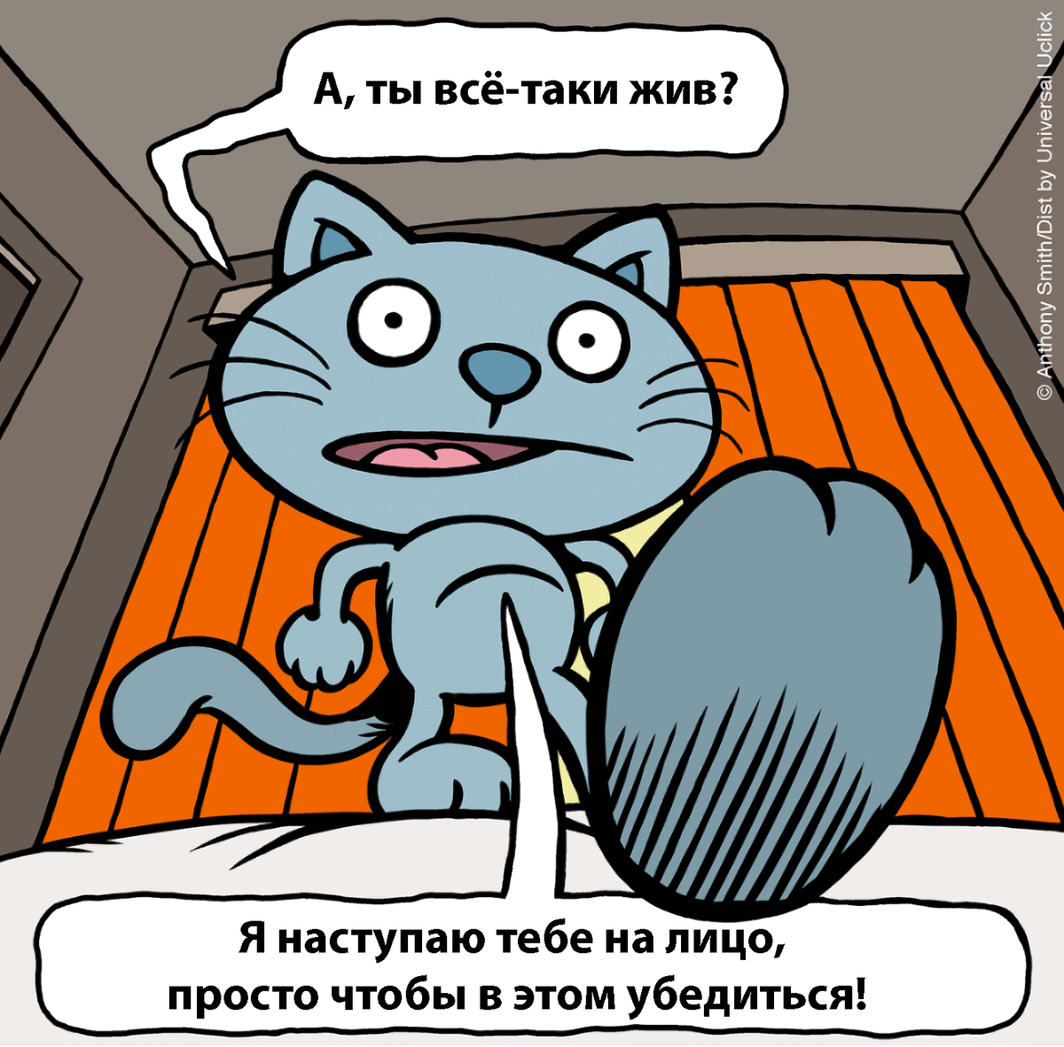 Кошки <b>правят</b> <b>миром</b>. 