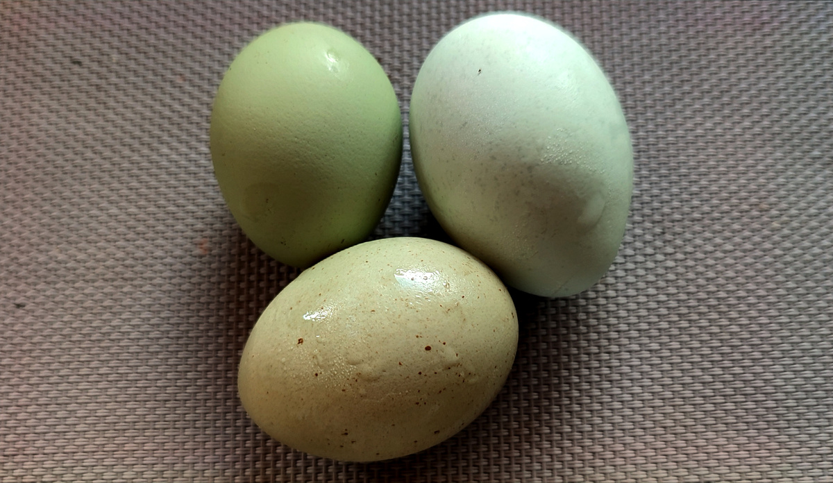 Вот так они выглядят