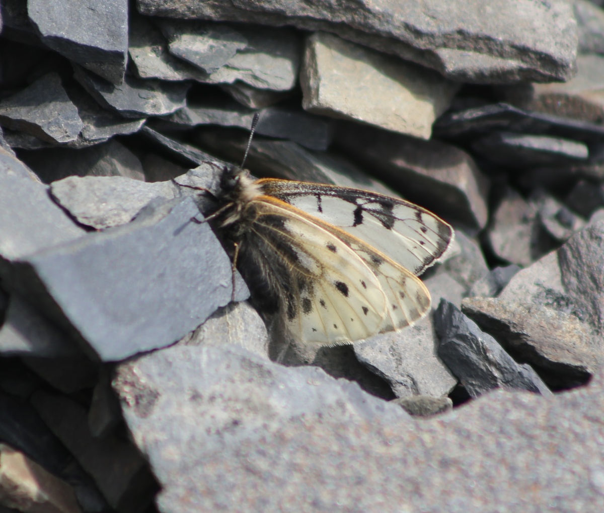    Фото: Иннокентий Федоров ЯСИА