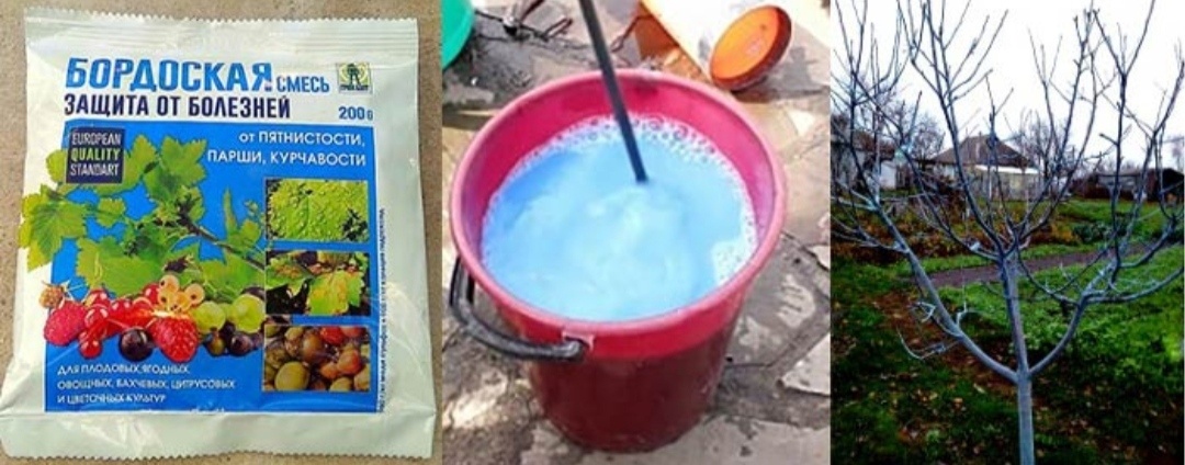 Бордосская жидкость в распылителе. Опрыскивание бордосской жидкостью. Обработка бордосской жидкостью. Бордоская жидкость 100мл (средство от болезней растений). Обработка сада осенью железным купоросом.