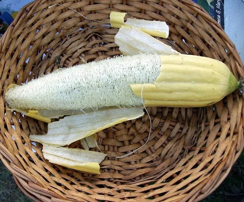 Люффа