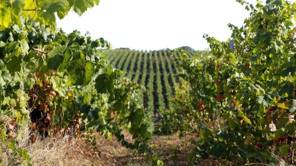    © РИА Новости Крым . Евгений Бондаренко