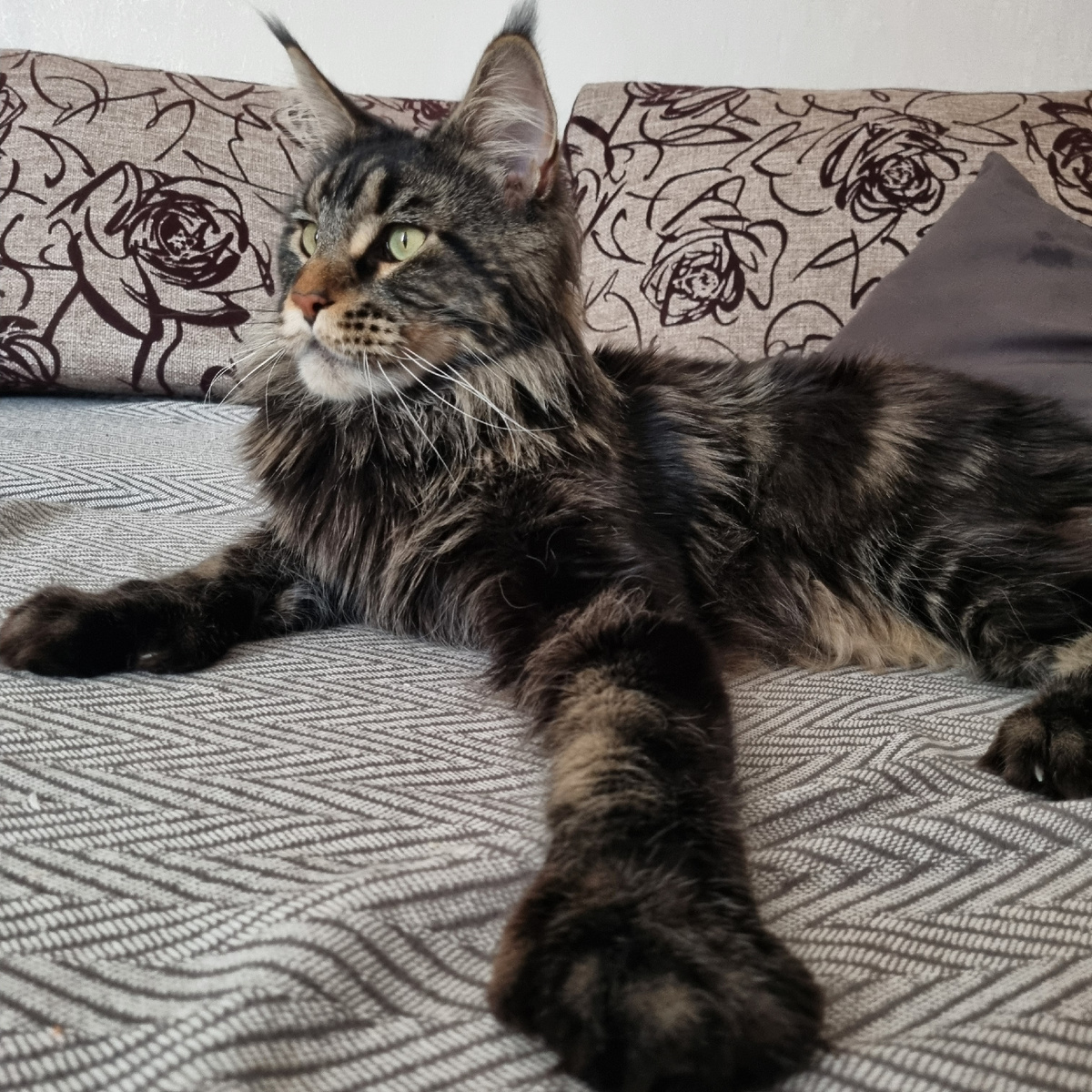 Красавчик Шелдон