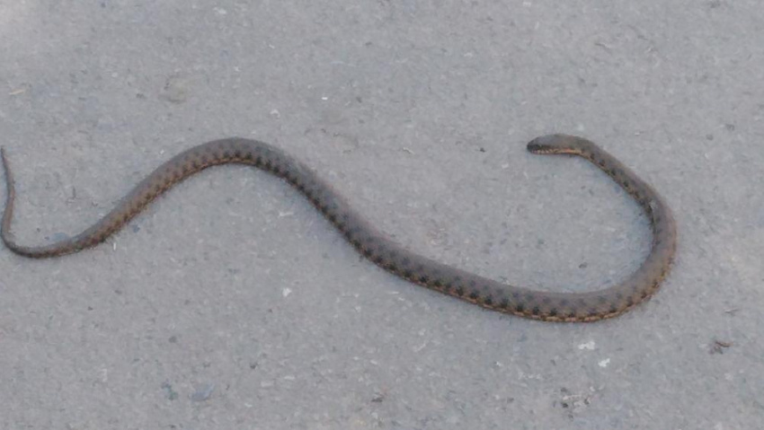 Фото из интернета