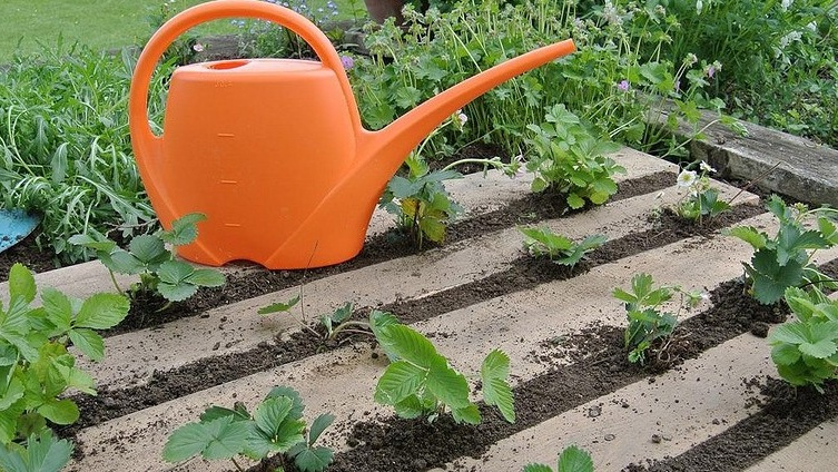 Полив всегда совмещаю с подкормками. 