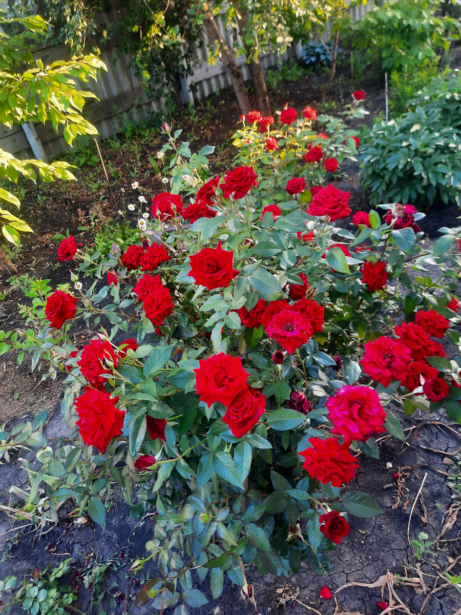 Чёрная магия 