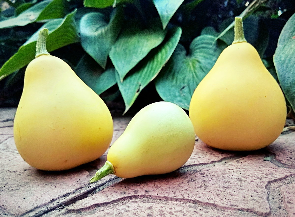 Яндекс фото.