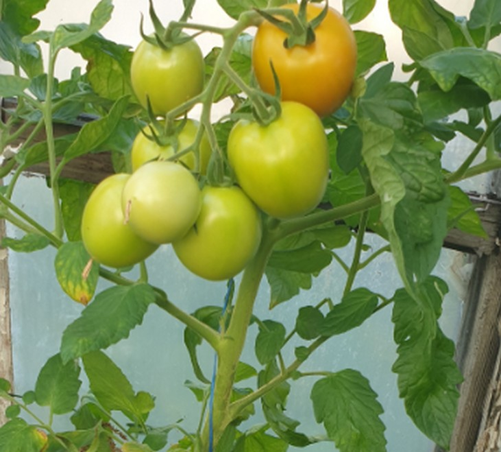 Фото "Родной стороны"