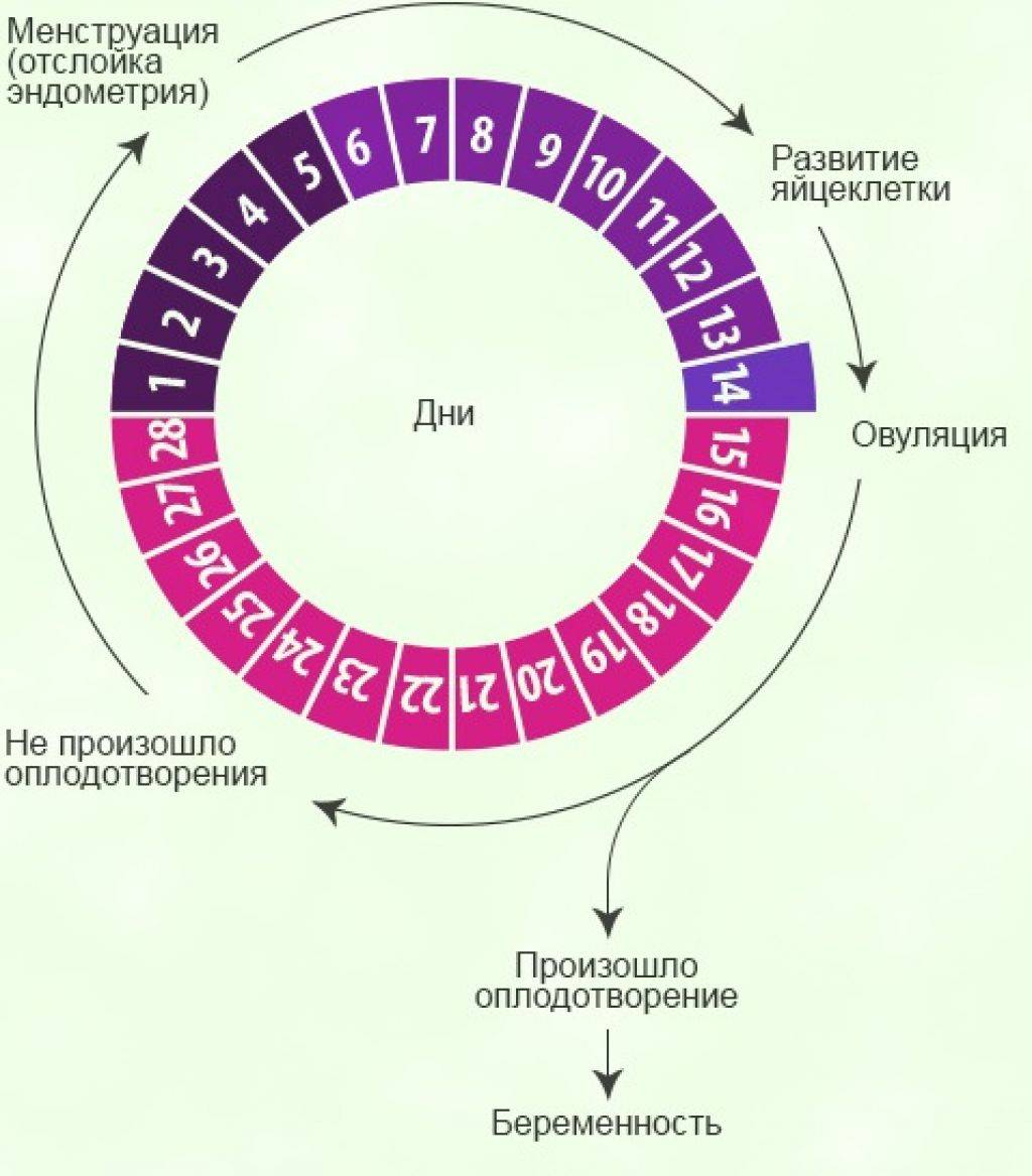 В какой период забеременеть после месячных