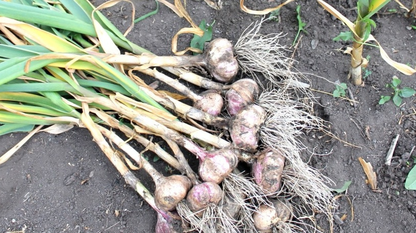 Чаще всего после уборки озимого чеснока грядка остается пустой. Никак не задействовав пространство, огородники предоставляют свободу сорнякам. 