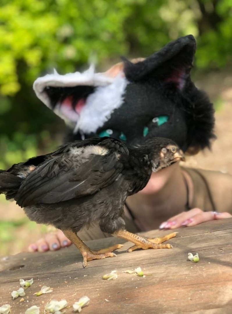 Фото Quadrobics_Animal_Style_ru