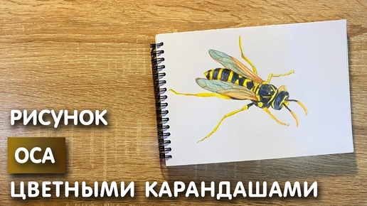 Рисунок цветными карандашами осы | Поэтапная срисовка для начинающих