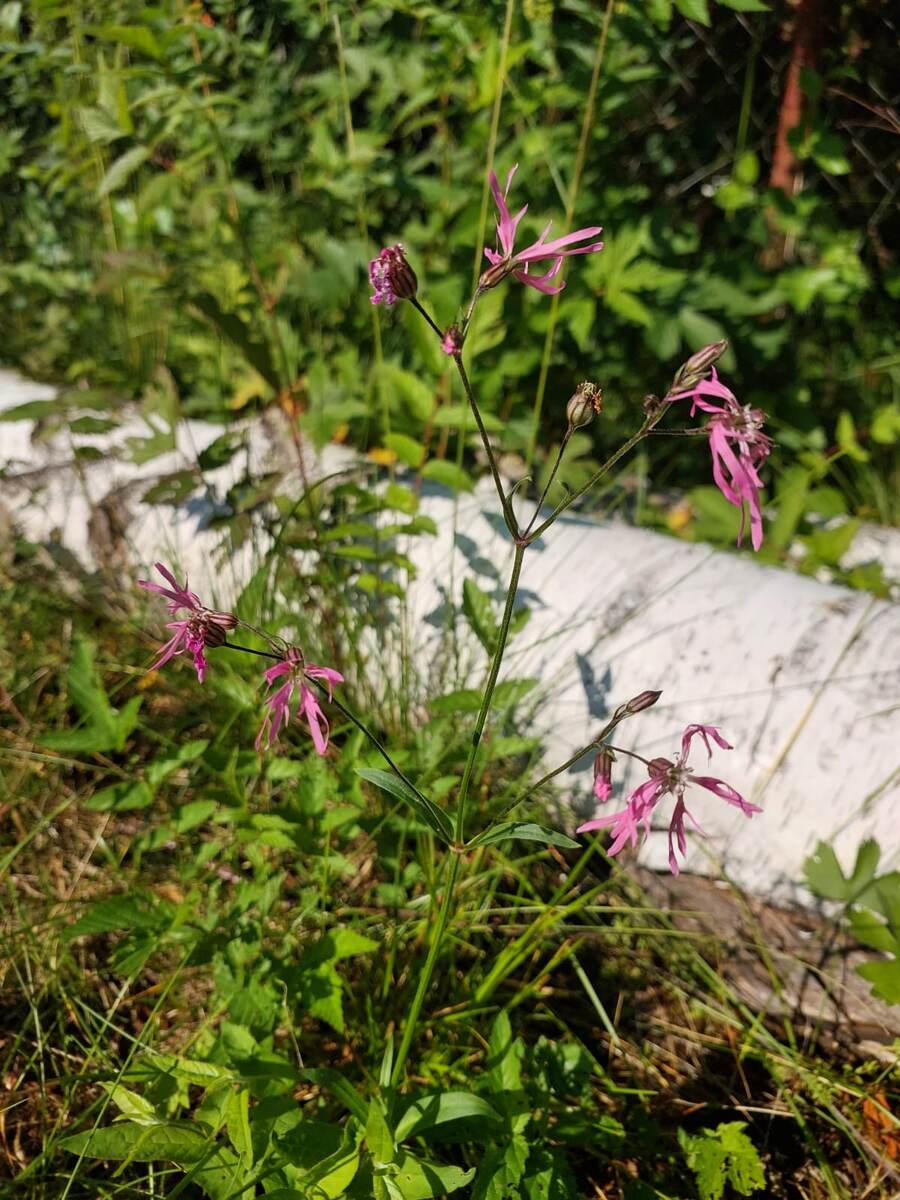 Куку́шкин цвет обыкнове́нный (лат. Silene flos-cúculi)