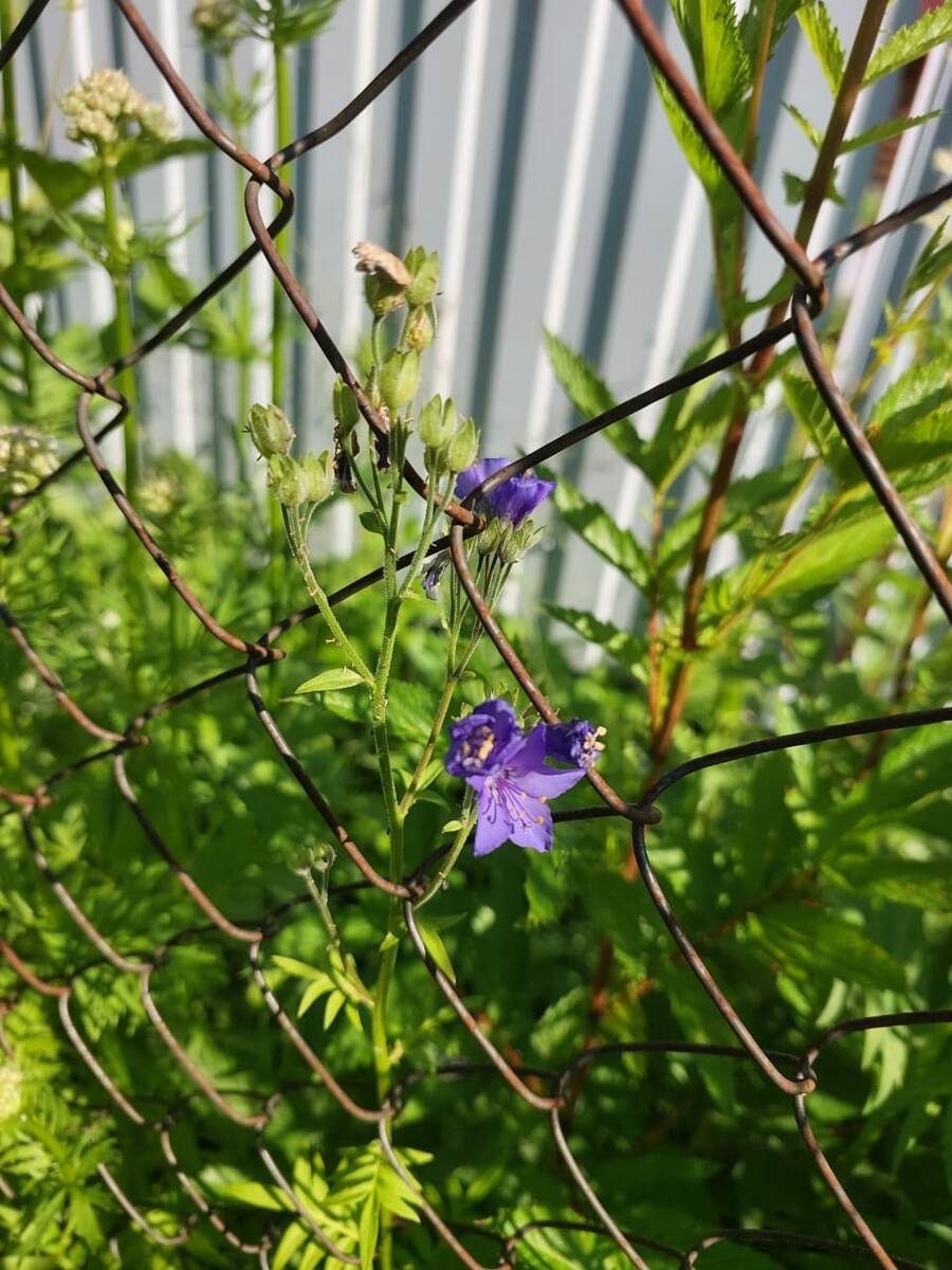 Синю́ха голуба́я, или Синюха лазо́ревая, или Синюха лазу́рная (лат. Polemónium caerúleum, устаревший вариант Polemonium coeruleum)