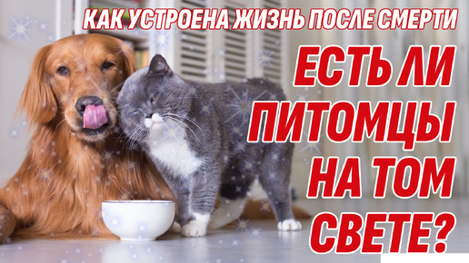 Встретим ли мы своих питомцев на Том Свете? Есть ли у животных Душа?